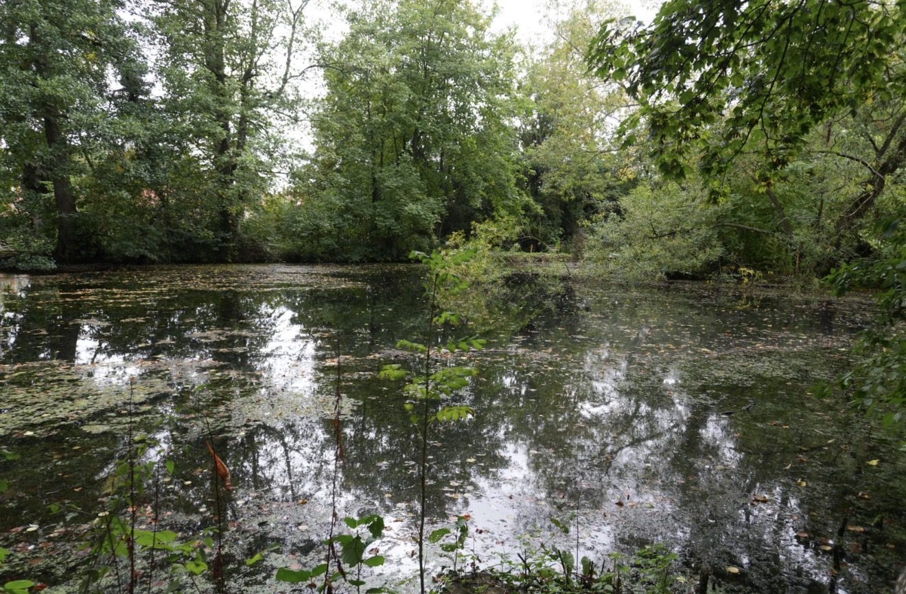 Trees reflected in the still water of the village pond