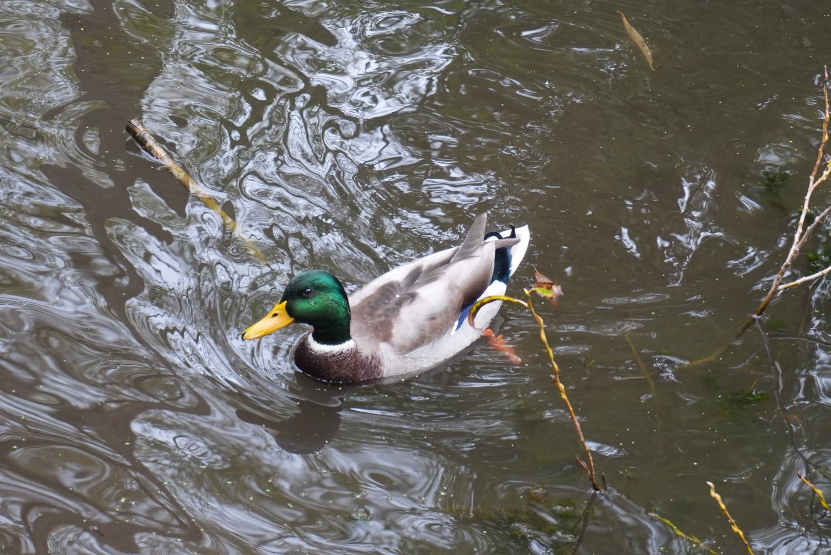 A male mallard duck swimming in the village pond at Thornton-le-Dale