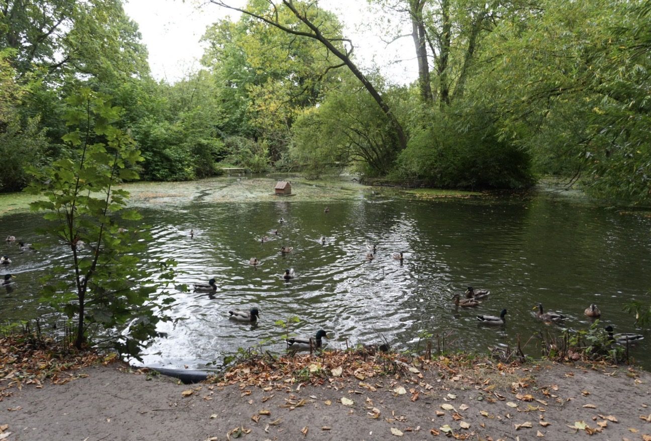 Mallards swimming on the village pond, with a duck house and trees behind