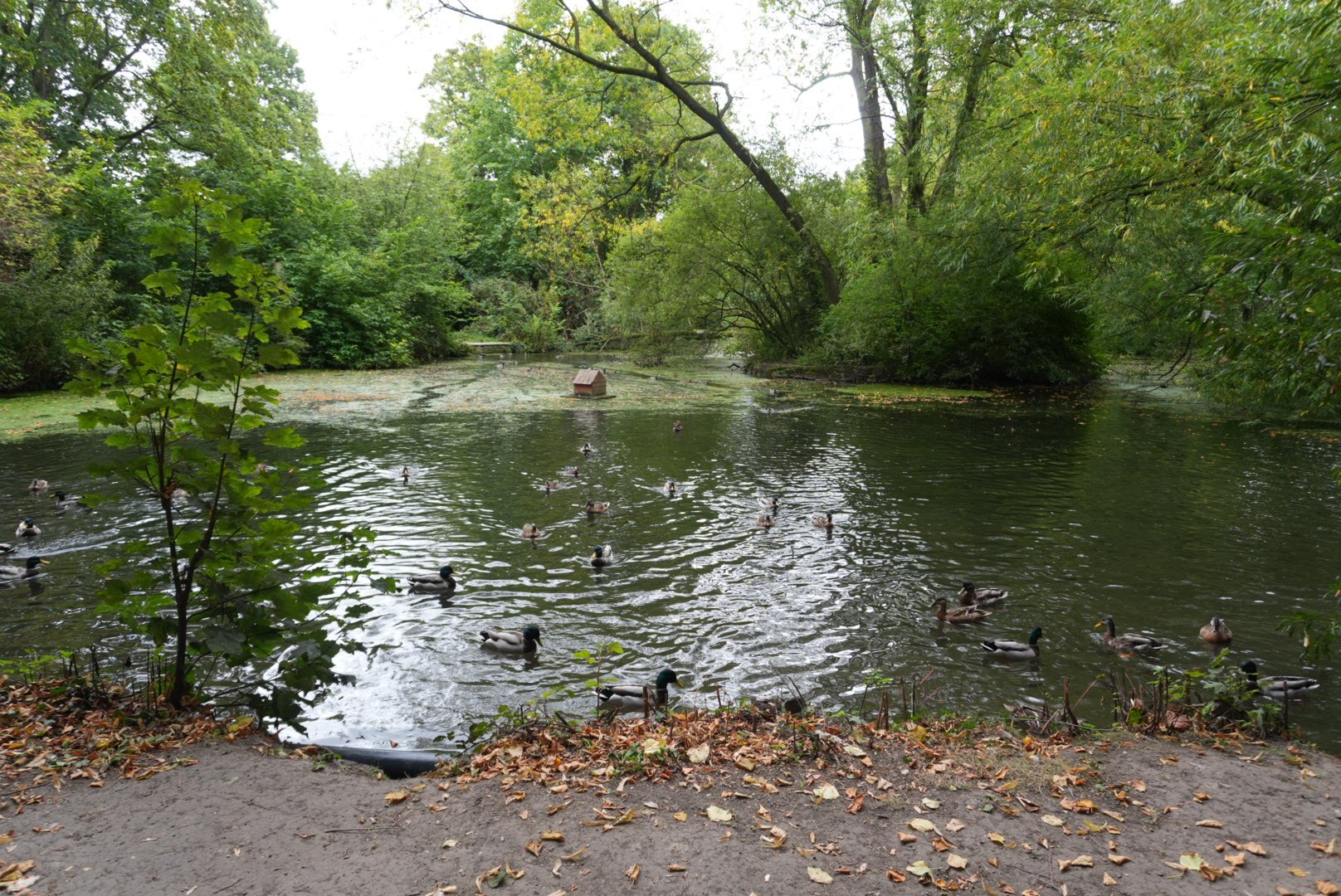Ducks swimming on the tree-lined village pond in Thornton-le-Dale, viewed from the path at the water's edge