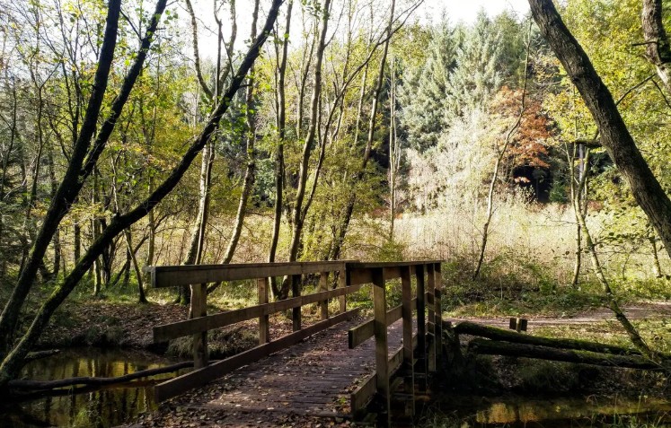 Woodland footpath leading north from Thornton-le-Dale towards Ellerburn
