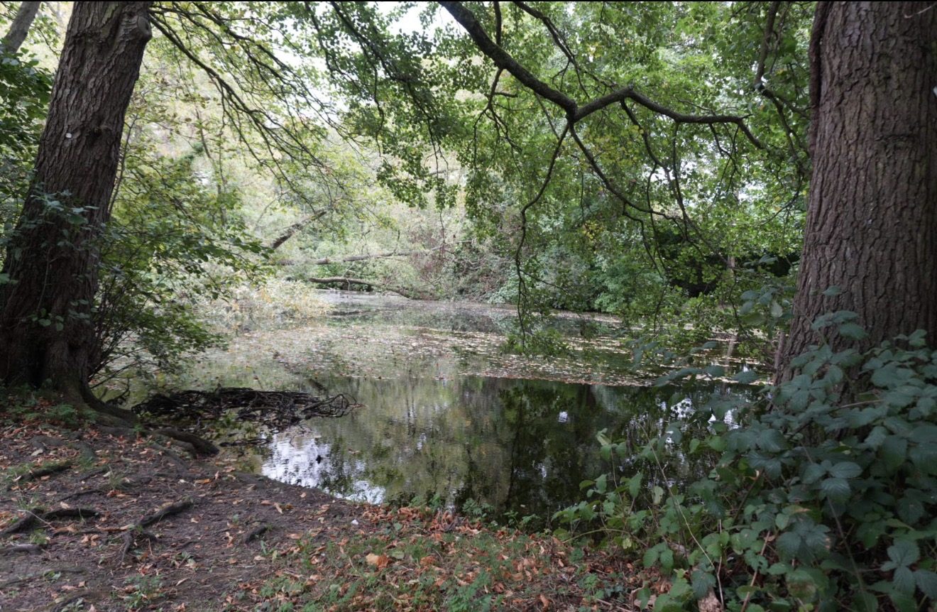 The pond seen between two large tree trunks, with reflections and fallen leaves