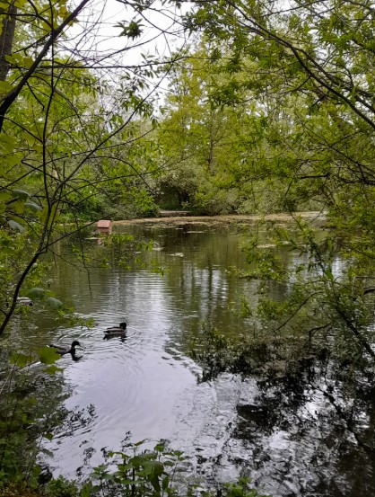 Trench Pond in the woods above Thornton-le-Dale on a still morning