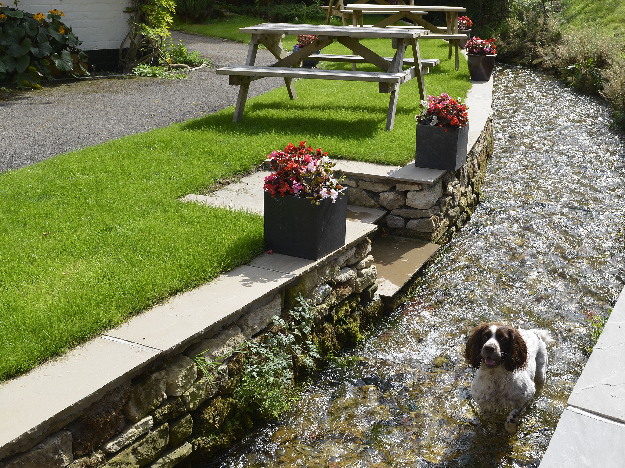 The stream running past the beer garden at the Cayley Arms, with picnic tables on the grass and a spaniel in the shallow water