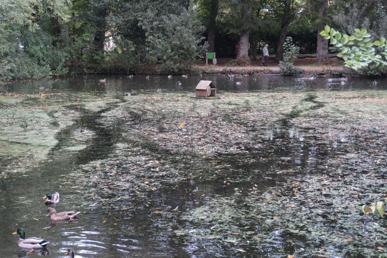 The village pond with a wooden duck house, ducks and fallen leaves