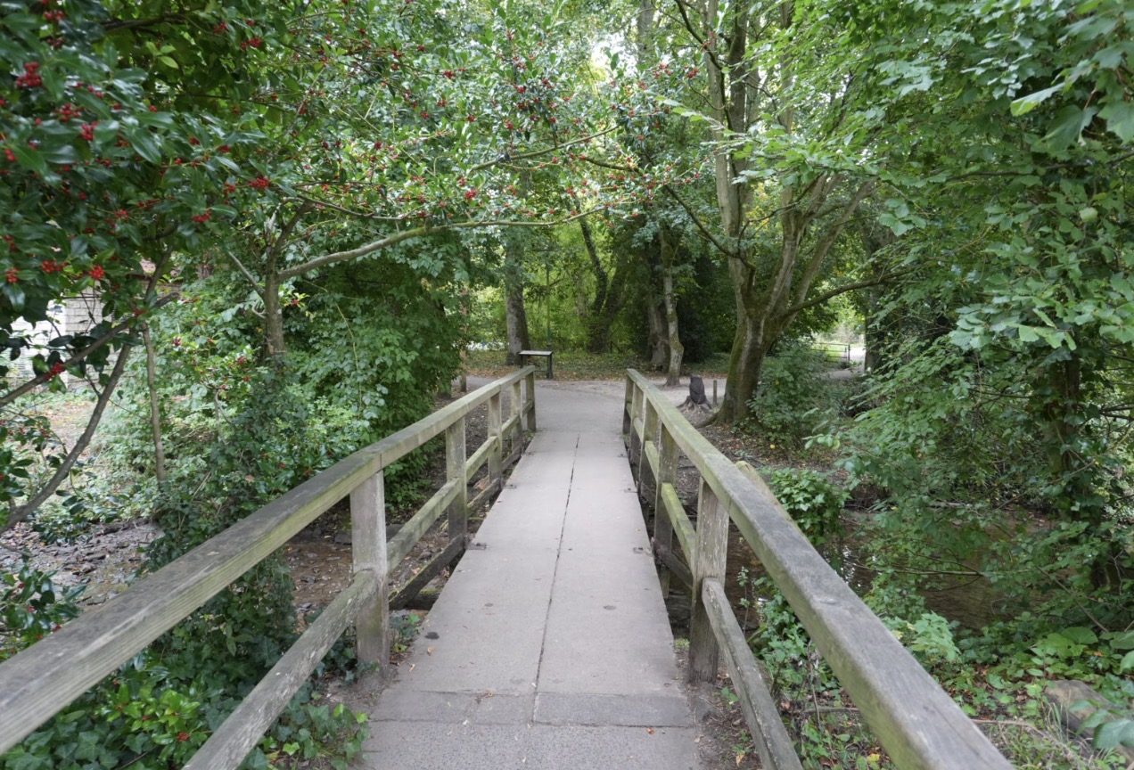 A wooden footbridge leading into woodland under holly trees with red berries