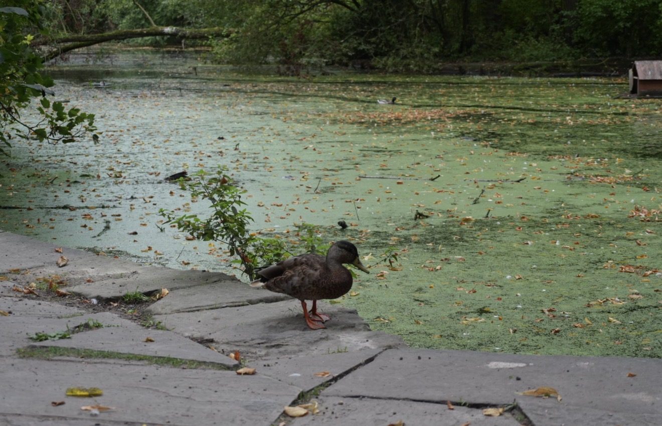 A mallard standing on stone paving at the edge of the pond, with duckweed and fallen leaves behind