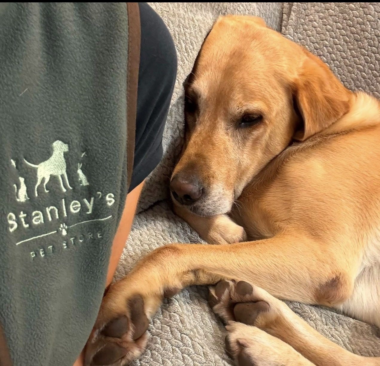 Stanley, the dog that Stanley's Pet Store in Thornton-le-Dale is named after